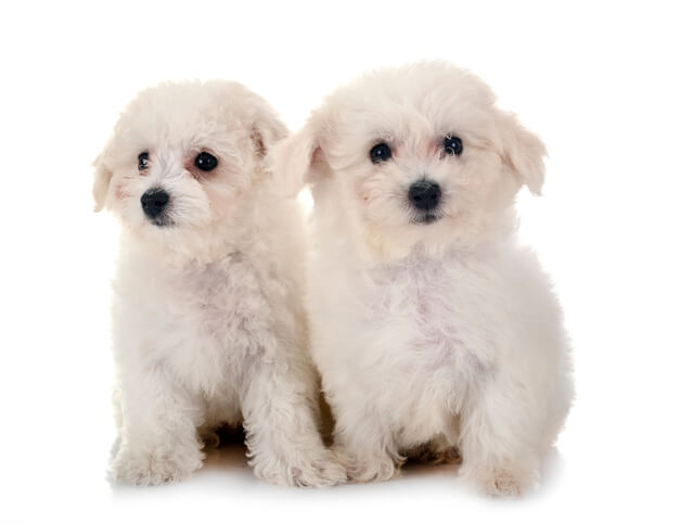 愛犬にサニーレタスを与えても大丈夫!与え方のコツ、注意点を解説!のサムネイル画像